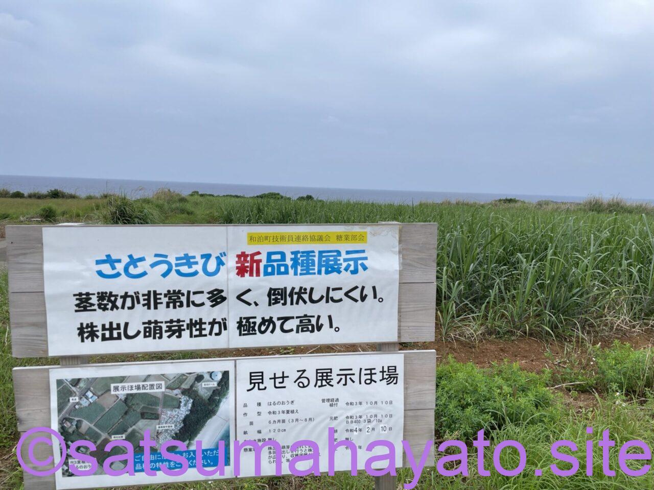 沖縄・鹿児島離島:10泊11日の一人旅4日目:沖永良部島 IMG 0933